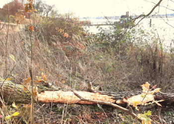 Geesthachter Elbufer: Auf den Spuren der Biber