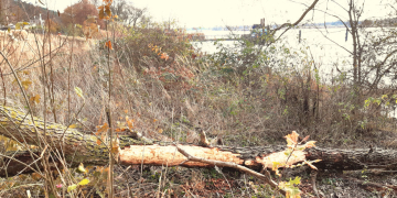 Geesthachter Elbufer: Auf den Spuren der Biber