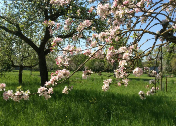 Obstbäume richtig schneiden – Tageskurs mit Julia Sikora 