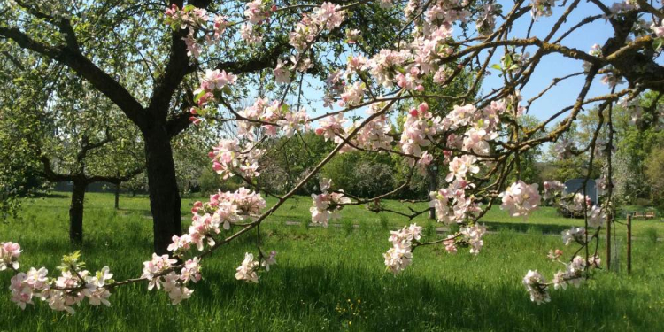 Obstbäume richtig schneiden – Tageskurs mit Julia Sikora 