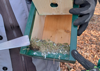 Kastenkontrolle am Augustinum – Kontrolle und Reinigung von Vogelkästen