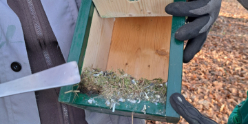Kastenkontrolle am Augustinum – Kontrolle und Reinigung von Vogelkästen