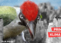 Filmclub Kurzfilmabend: ‚SHORTS ATTACK: Prima Klima‘