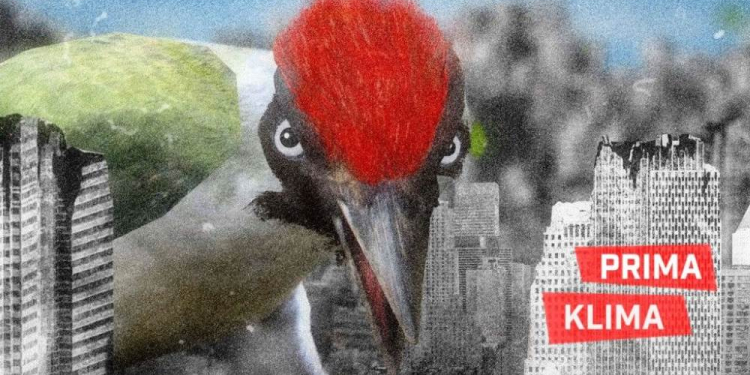 Filmclub Kurzfilmabend: ‚SHORTS ATTACK: Prima Klima‘