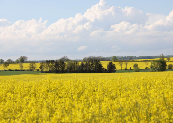Schleswig-Holstein kehrt zum Jubiläum der Grünen Woche mit eigenem Landesauftritt zurück