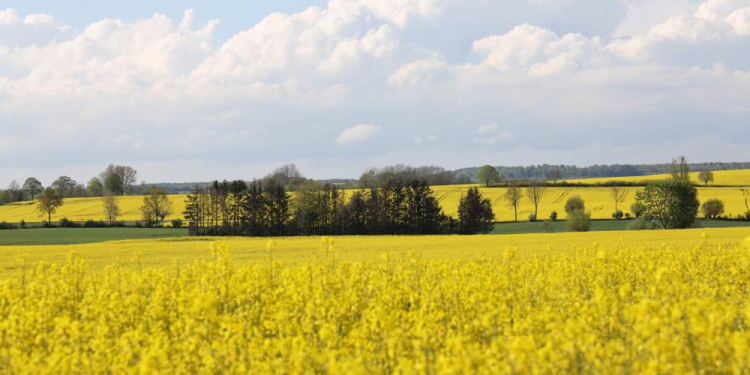 Schleswig-Holstein kehrt zum Jubiläum der Grünen Woche mit eigenem Landesauftritt zurück