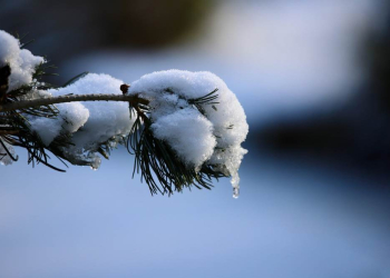 Gefährliche Schneelast auf den Bäumen – Kreisverwaltung gibt Entwarnung