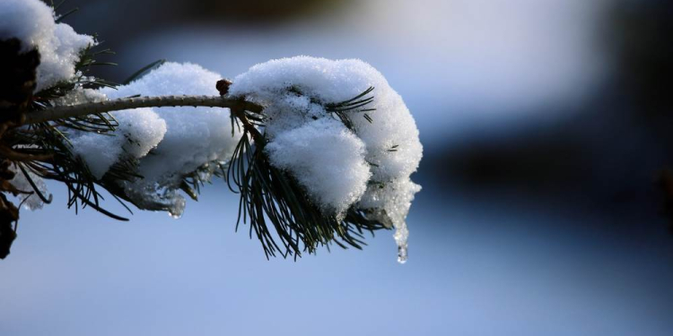 Gefährliche Schneelast auf den Bäumen – Kreisverwaltung gibt Entwarnung