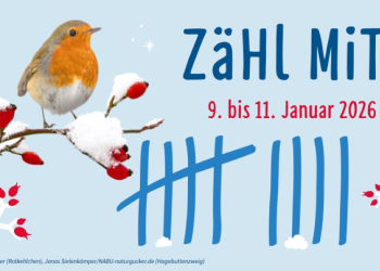 Wie viele Vögel sind schon da?