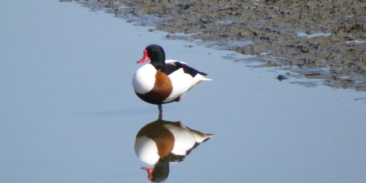 Vogelzug im Duvenseer Moor