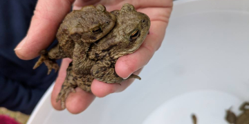 Aufruf: Wer unterstützt am Amphibienzaun?