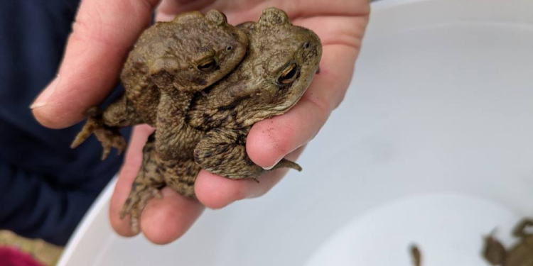 Aufruf: Wer unterstützt am Amphibienzaun?