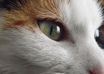 Katzenschutzverordnung in Geesthacht: Neue Pflichten für Halter von Freigängerkatzen