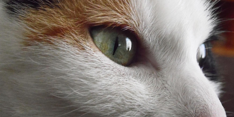 Katzenschutzverordnung in Geesthacht: Neue Pflichten für Halter von Freigängerkatzen