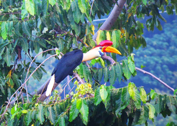 Im Reich der Inseln – zoologische Erkundungen im Osten Indonesiens