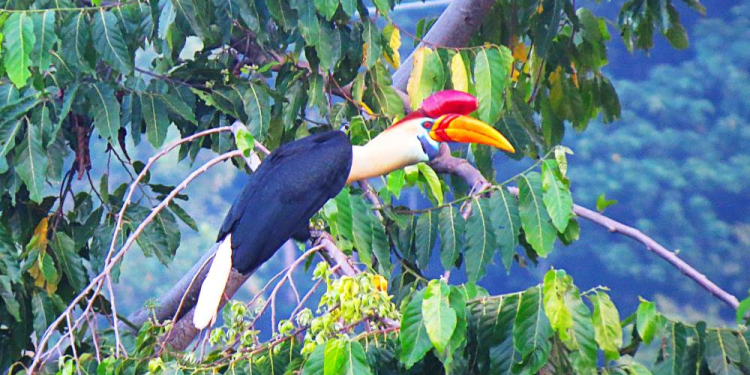 Im Reich der Inseln – zoologische Erkundungen im Osten Indonesiens