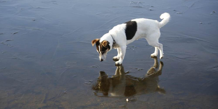 Op Platt: Ein Wintergedicht