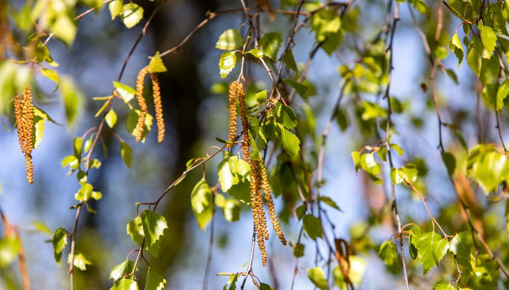 Leidenszeit für Allergiker beginnt
