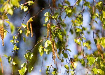 Leidenszeit für Allergiker beginnt