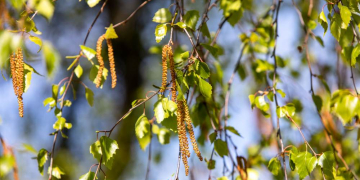 Leidenszeit für Allergiker beginnt