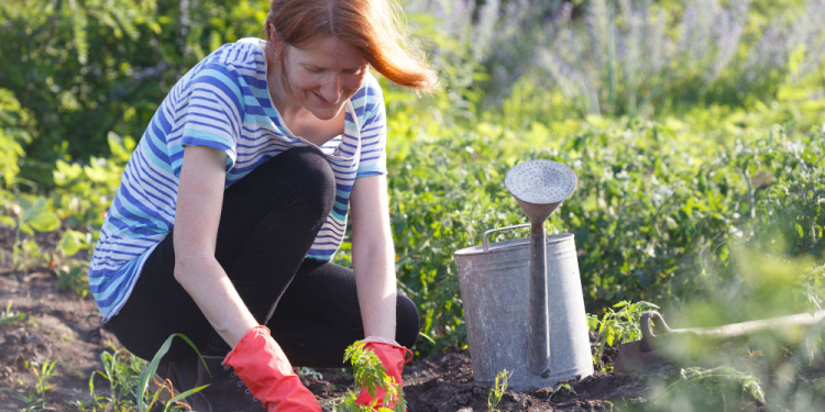 Kleine Wunden, schlimme Folgen: Gesunder Start in die Gartensaison im Kreis Herzogtum Lauenburg