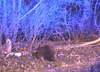 Biber verursacht ungewöhnlichen Unfall auf Elbuferstraße in Geesthacht