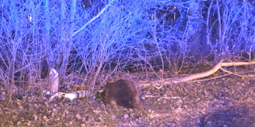 Biber am Unfallort. Foto: hfr