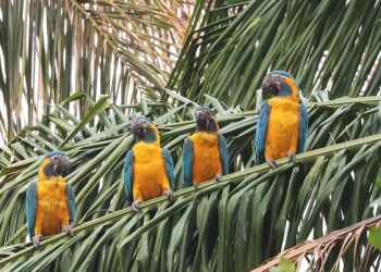 Naturerlebnis Bolivien – Vom Titicacasee zum Rio Mamore im Beni-Tiefland