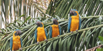 Naturerlebnis Bolivien – Vom Titicacasee zum Rio Mamore im Beni-Tiefland