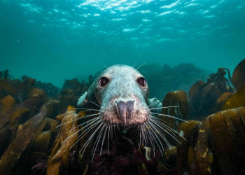 Eulenspiegelkino im Augustinum: ‚Ein fast perfekter Antrag‘ und ‚Die wilde Nordsee‘