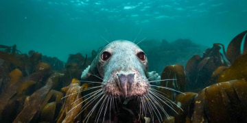 Eulenspiegelkino im Augustinum: ‚Ein fast perfekter Antrag‘ und ‚Die wilde Nordsee‘