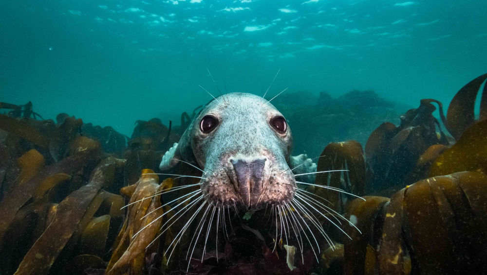 Doku-Dienstag: „Die Wilde Nordsee – Natur, die sich nicht zähmen lässt“ im Filmclub