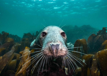 Doku-Dienstag: „Die Wilde Nordsee – Natur, die sich nicht zähmen lässt“ im Filmclub