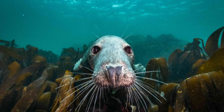 Doku-Dienstag: „Die Wilde Nordsee – Natur, die sich nicht zähmen lässt“ im Filmclub