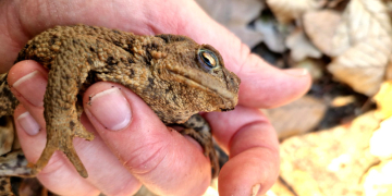 Eine Erdkröte, die an den Schutzzäunen in den vergangenen Tagen „in die Eimer gegangen ist“. Foto: Stadt Geesthacht – Felicitas Verhoef