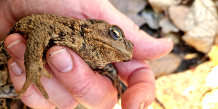 Geesthacht: Freiwillige helfen Amphibien über die Straße