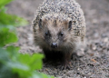 Petition für den Igelschutz