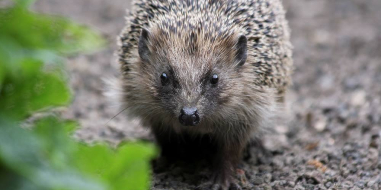 Petition für den Igelschutz