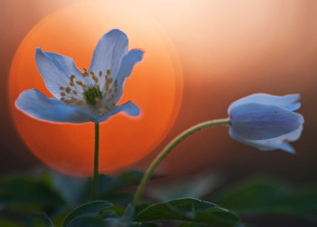 Naturpark-Tour- Frühblüher im Behlendorfer Wald