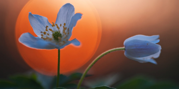 Naturpark-Tour- Frühblüher im Behlendorfer Wald