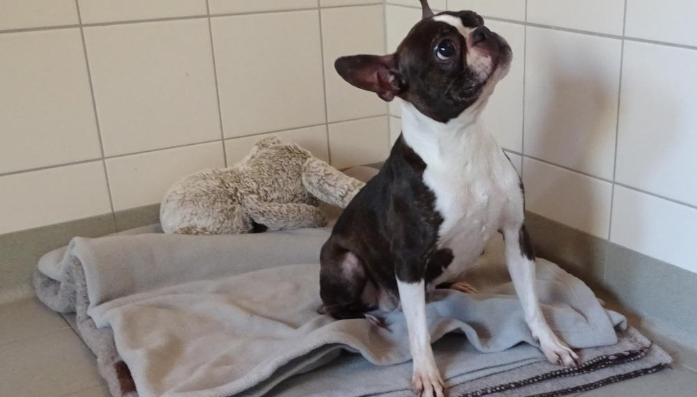 Hündin ausgesetzt – Polizei bittet um Hinweise