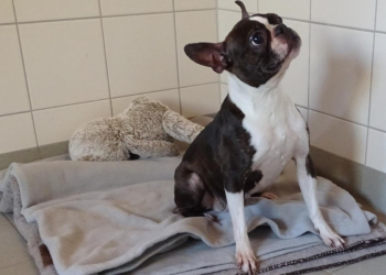 Hündin ausgesetzt – Polizei bittet um Hinweise