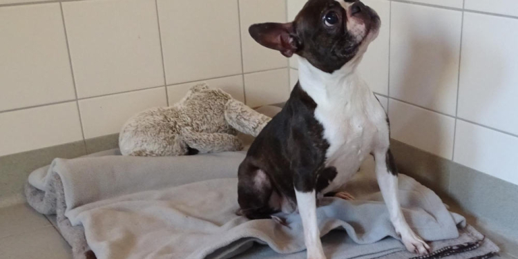 Hündin ausgesetzt – Polizei bittet um Hinweise