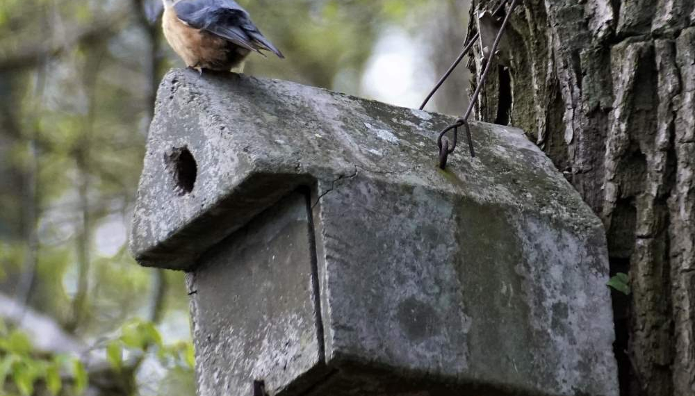 Vogelkästen-Reinigung im Steinhorst-Schiphorster Moor