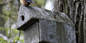 Vogelkästen-Reinigung im Steinhorst-Schiphorster Moor