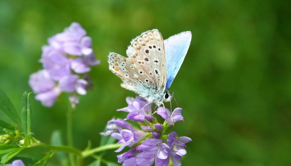Landwirtschaftsministerium startet Offensive für heimische Eiweißpflanzen