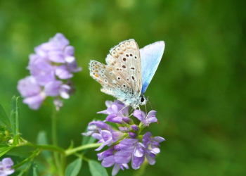 Landwirtschaftsministerium startet Offensive für heimische Eiweißpflanzen