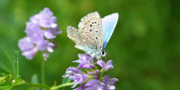 Landwirtschaftsministerium startet Offensive für heimische Eiweißpflanzen
