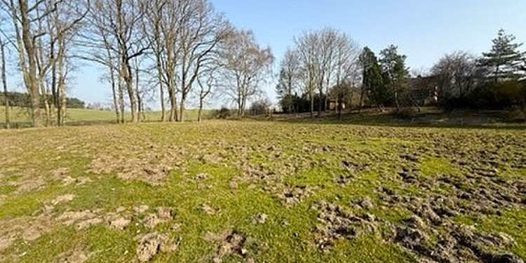 Massive Wildschweinschäden am Riemannsportplatz