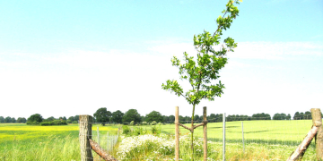 Gesucht werden dafür 80 Standorte für Baumpflanzungen im Außenbereich der Städte und Gemeinden, also außerhalb von Wohn- und Gewerbegebieten. Eine Prüfung der Standorte auf ihre Eignung erfolgt durch den Fachdienst Naturschutz des Kreises Herzogtum Lauenburg.